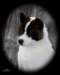 elizabethspup_small.jpg