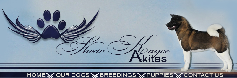 ShowKayce Akitas, Akita Puppies Available, Show Akitas